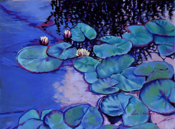 Summer Water Lilies