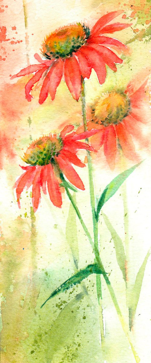 Echinacea by Anjana Cawdell