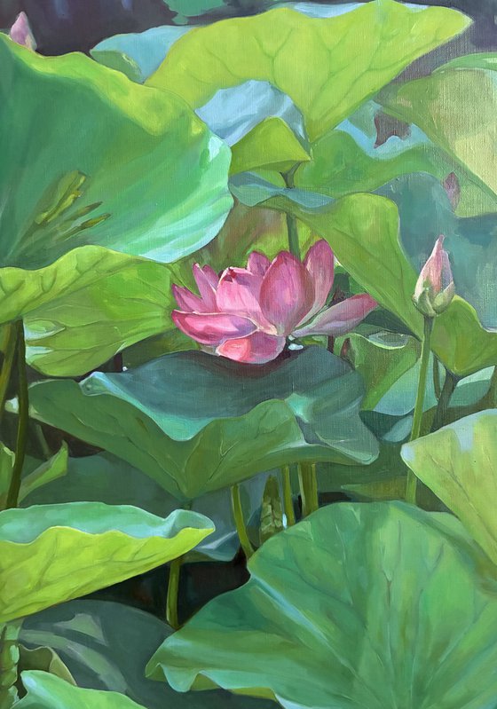 Blooming lotuses. Maturity