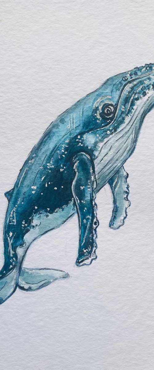 Blue Whale by Sandy Broenimann