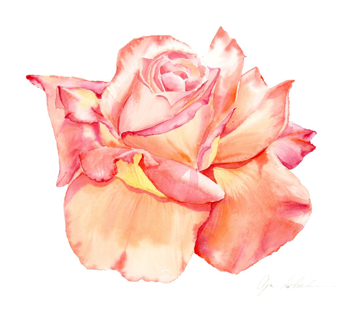 Sweet Peach rose by Olga Koelsch