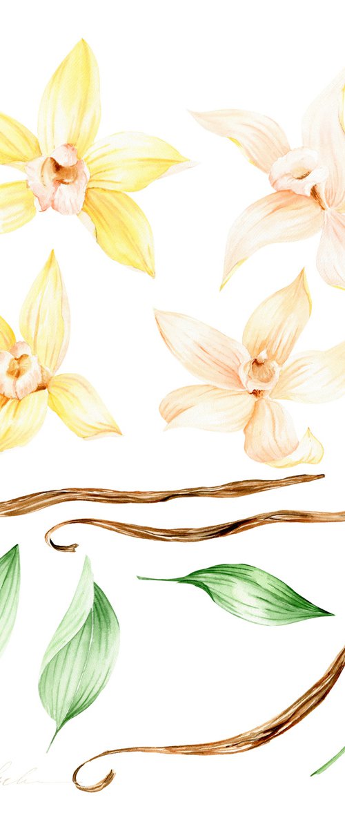 Vanilla Botanical Art by Olga Koelsch