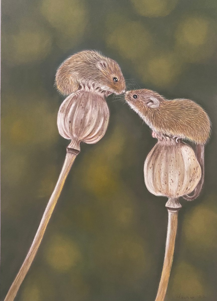 Harvest mice by Maxine Taylor