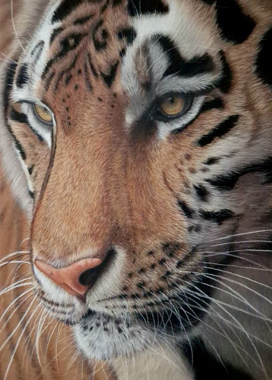 Tiger portrait