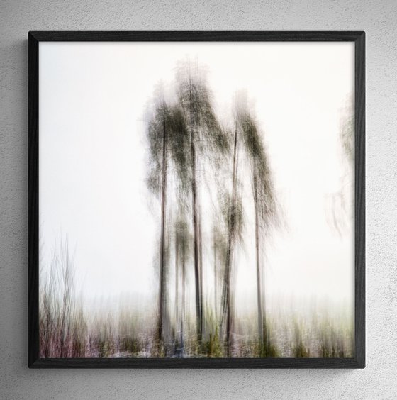 Pines in the mist - RTH