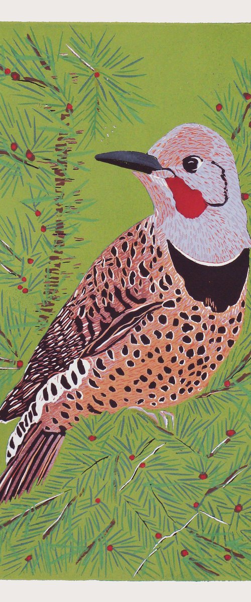 Northern Flicker by Angela Maher