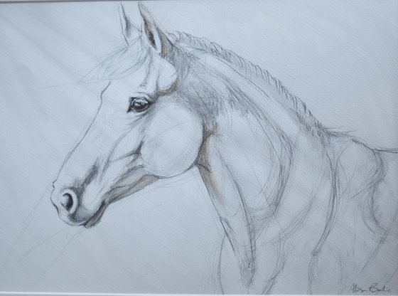 Horse portrait