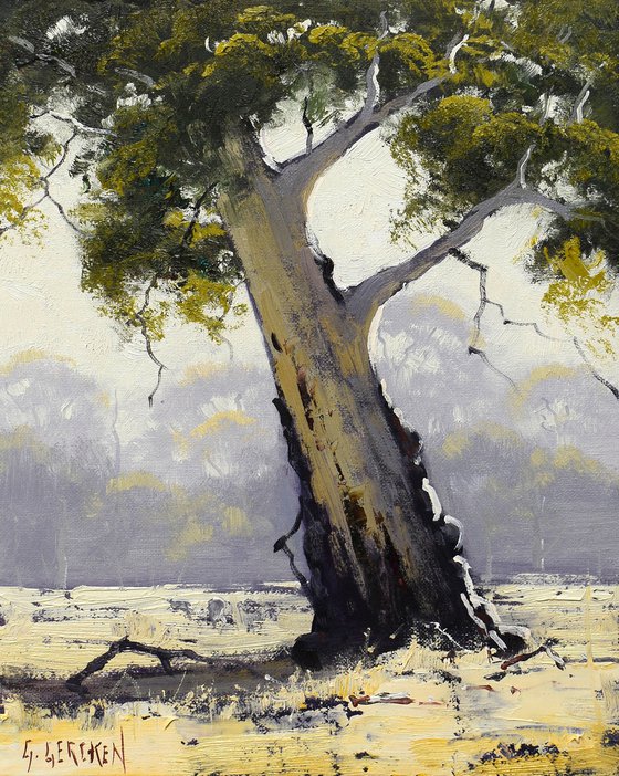 Australian Eucalyptus tree