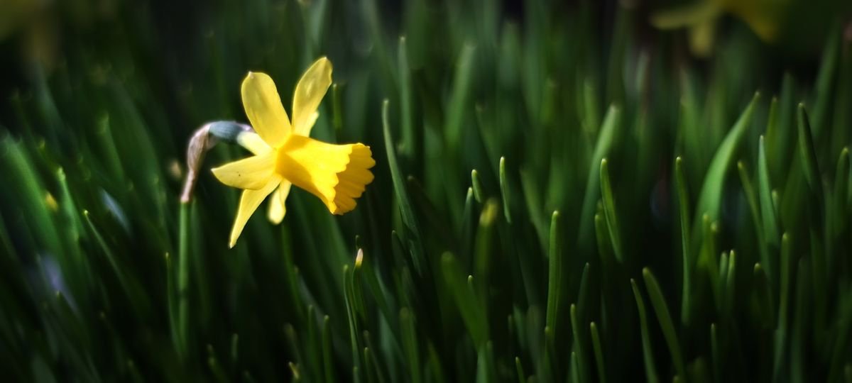 Single Daffodil by Russ Witherington