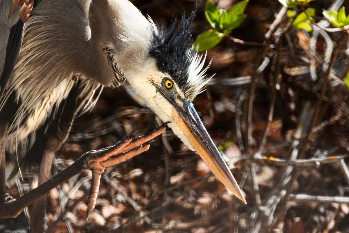 Photorealistic Animal Photograph By Remi Carbonaro, 24 X 16", Gueule De Bois, Original Artwork
