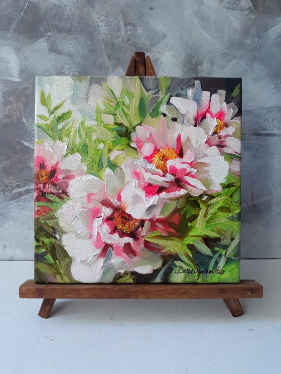 Tree-like peonies