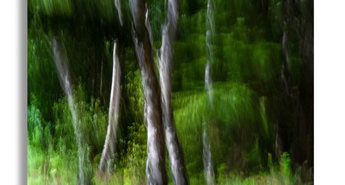 Artwork by Lynne Douglas