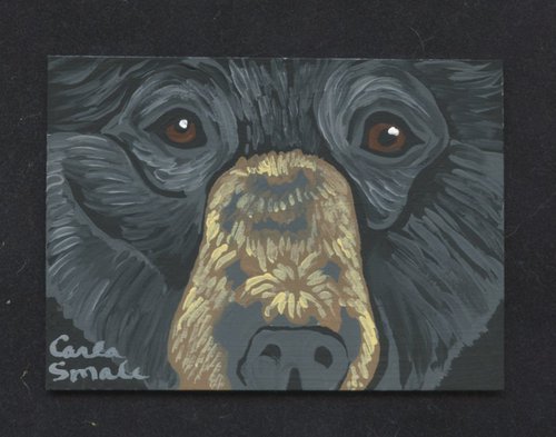 Black Bear by Carla Smale