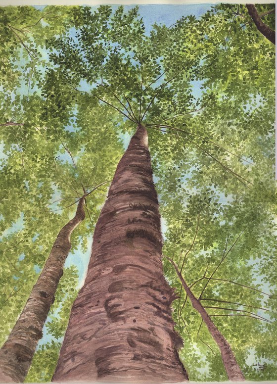 Pine Tree Forest III