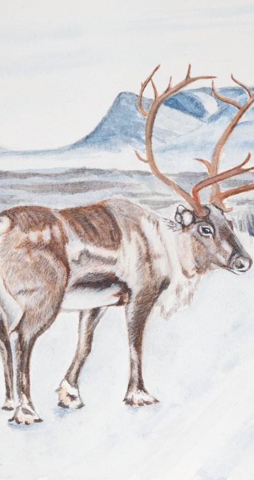 Reindeer in Abisko by Sofia Deer