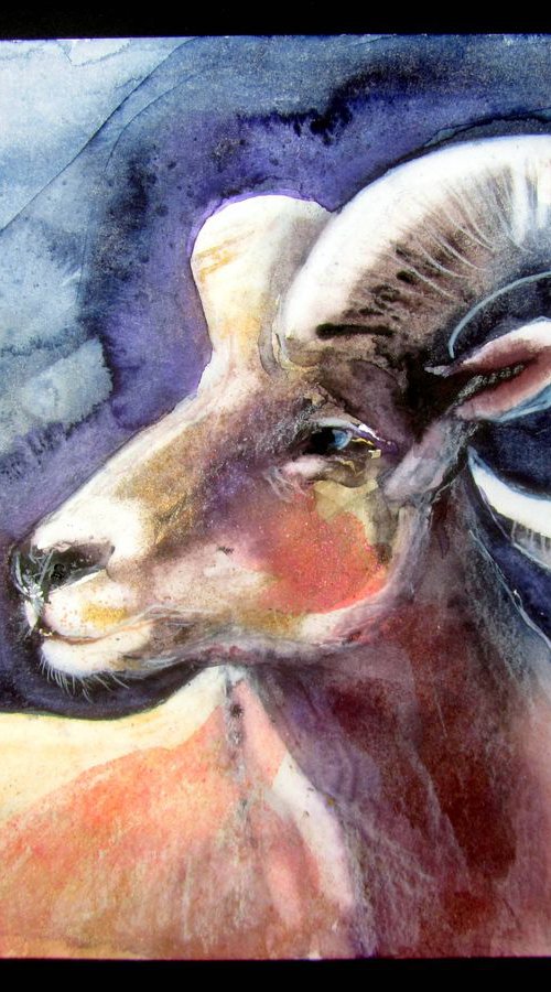 Bighorn Sheep by Violeta Damjanovic-Behrendt