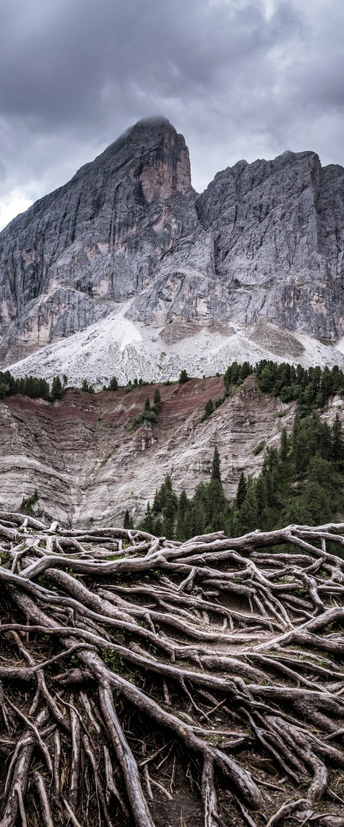 ROOTS by Fabio Accorrà