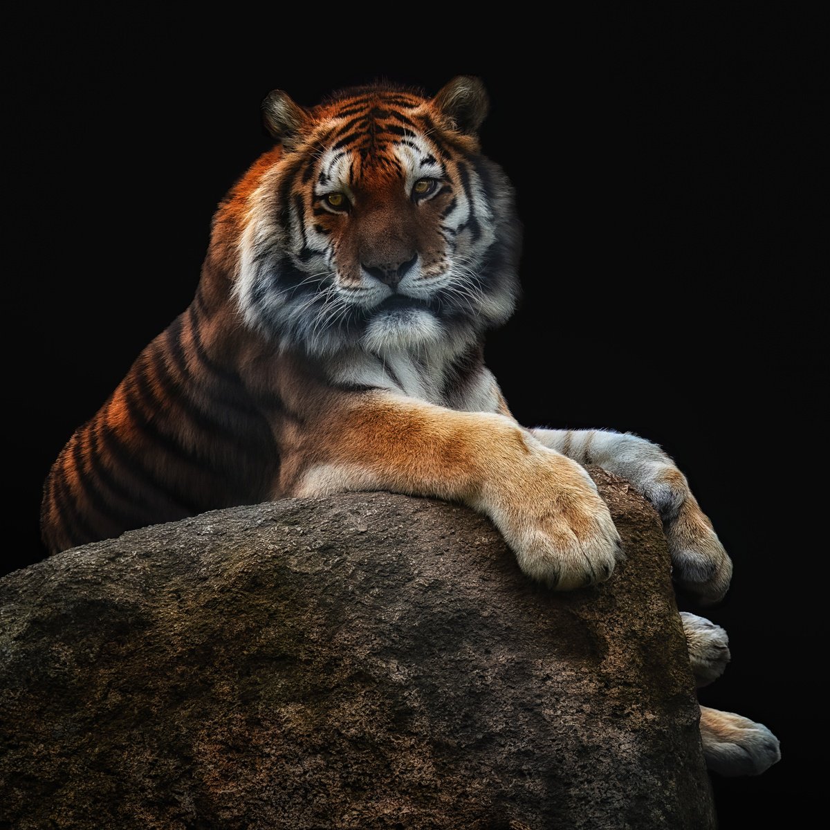 Animal Photograph By Paul Nash, 24 X 24", Colour Siberian Tiger Relaxing, Original Artwork