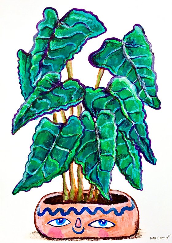 'Alocasia'