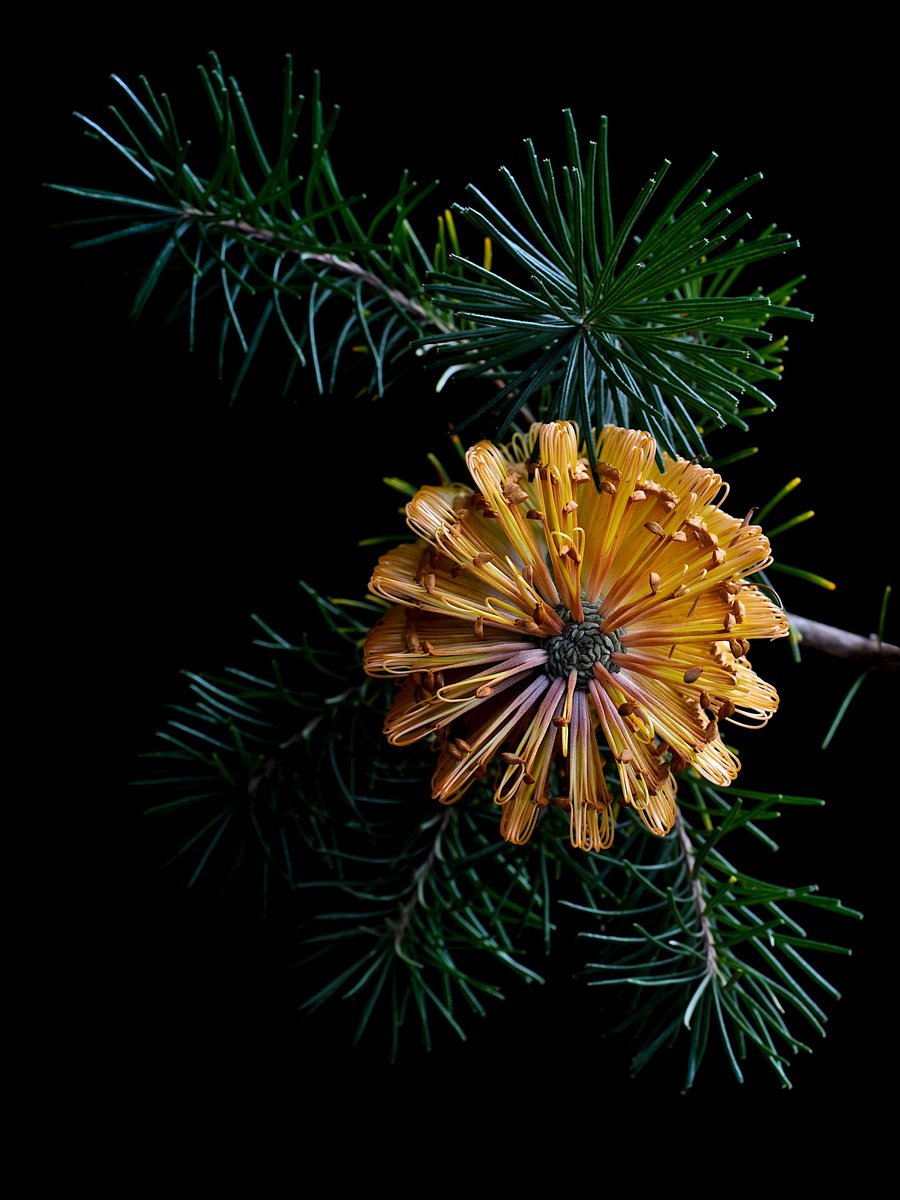 Banksia Spinulosa by Nadia Culph