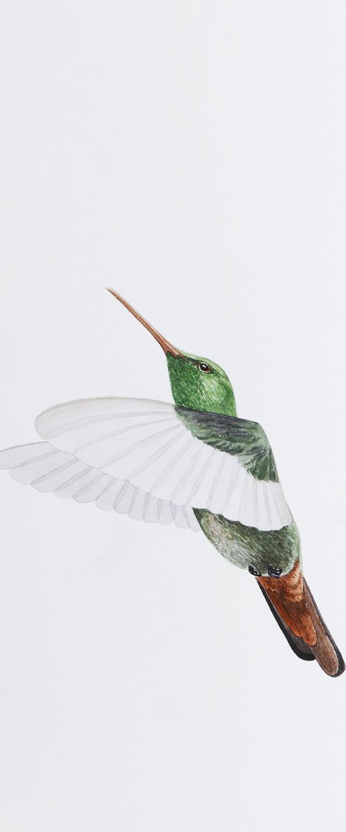 Hummingbird flights sketch by Karina Danylchuk