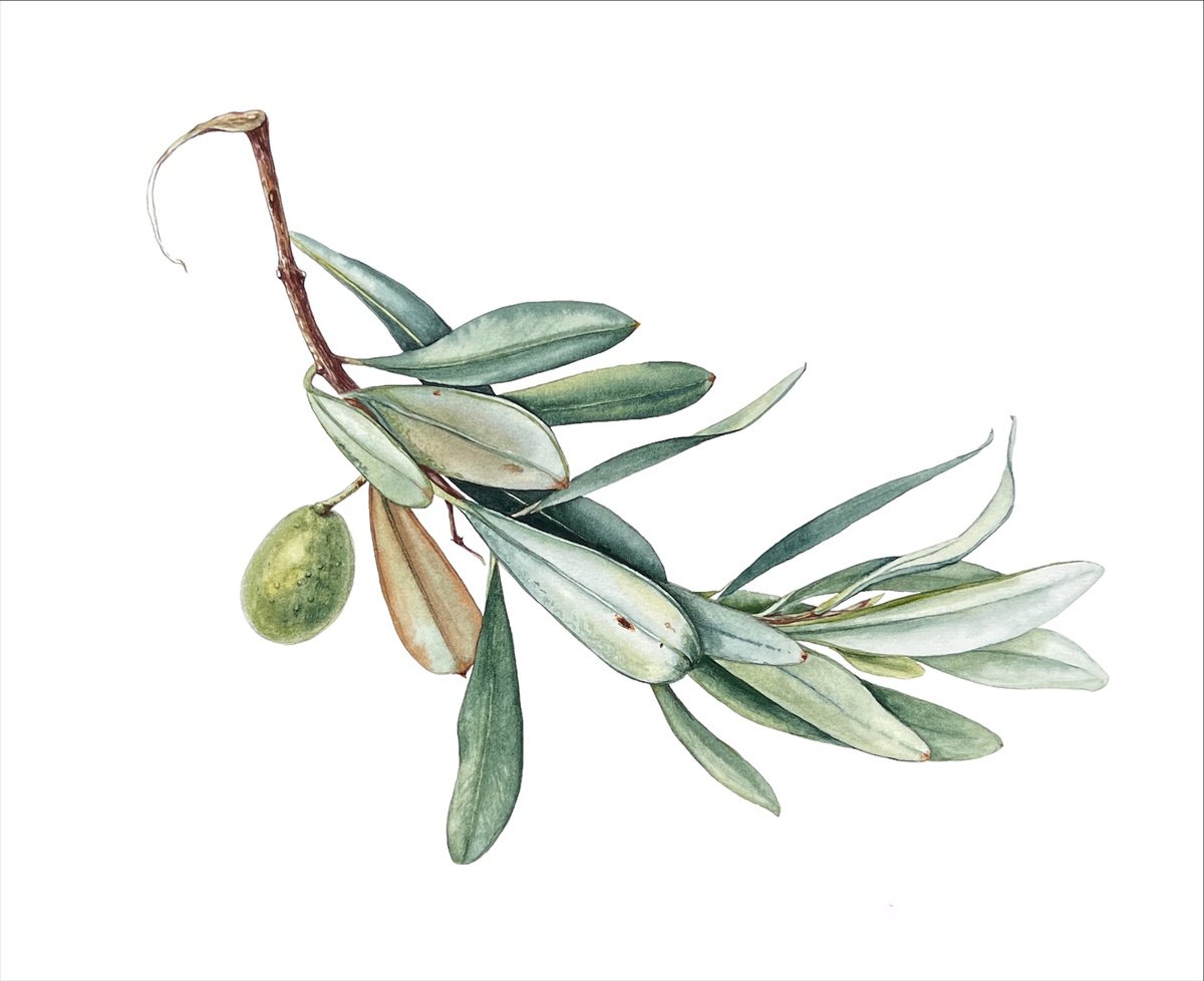 Photorealistic Watercolour , Olive Branch. By Nataliia Kupchyk, 17 X 13, Artwork For Sale On Artfinder