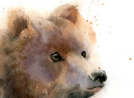 Bear portrait