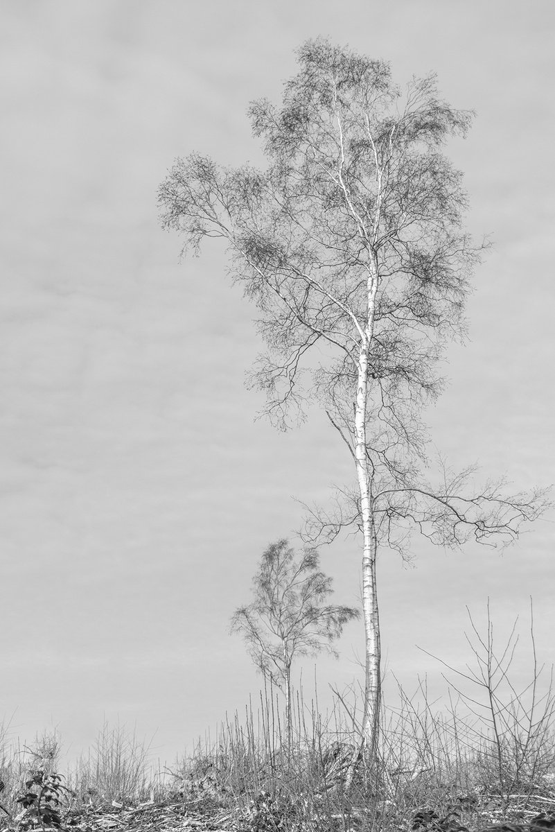 Lonely Silver Birch by Adam Regan