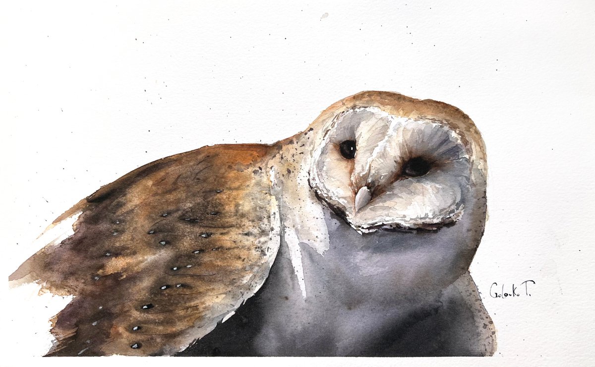 Barn owl portrait by Tatiana Golovko
