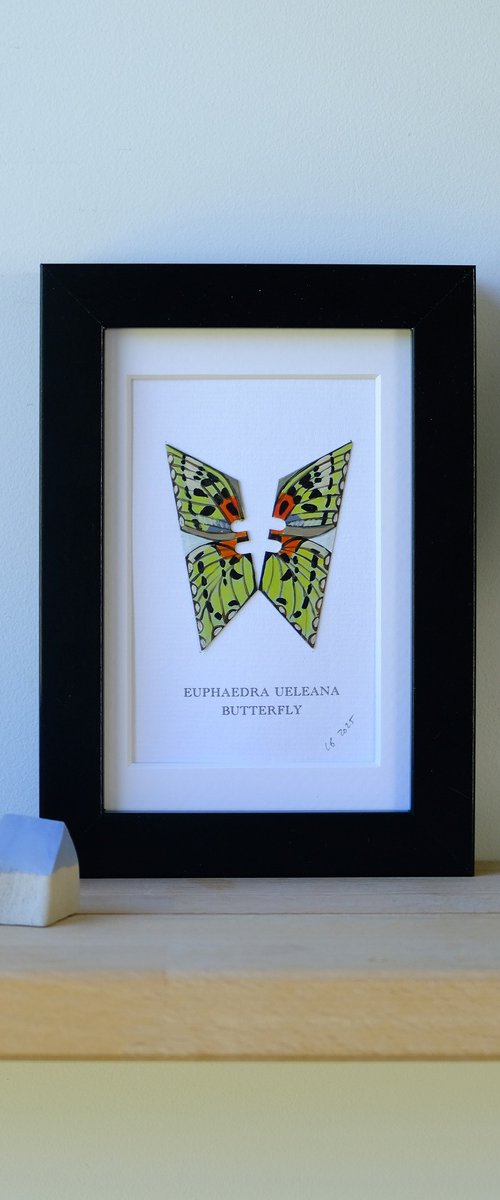 Euphaedra Ueleana butterfly by Lene Bladbjerg