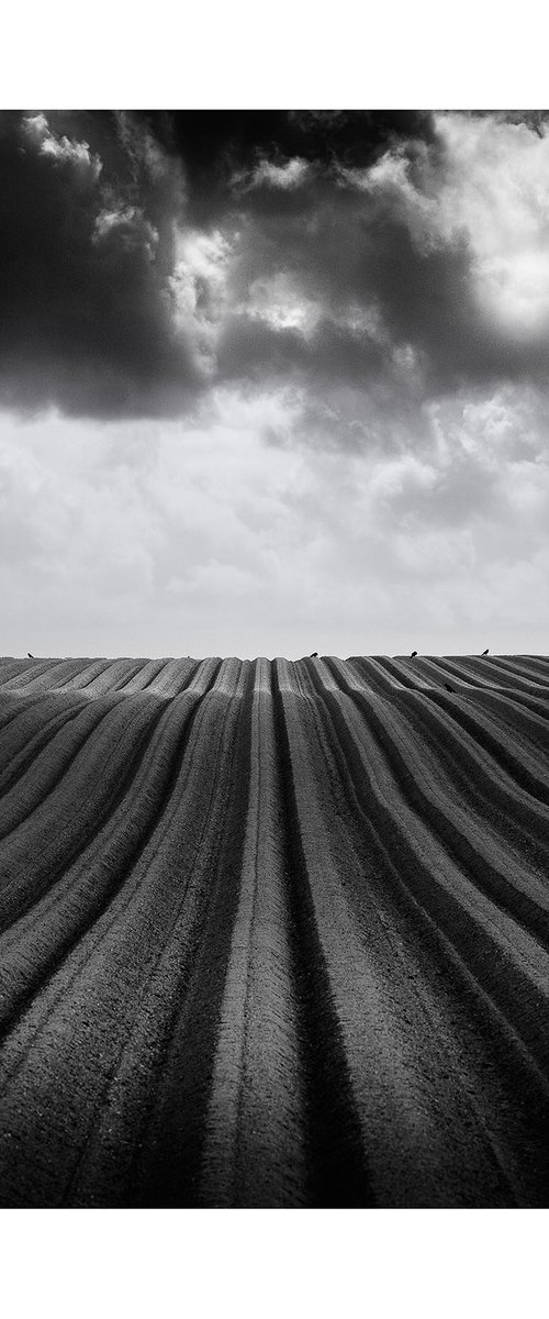 Furrows (with crows) by David Baker