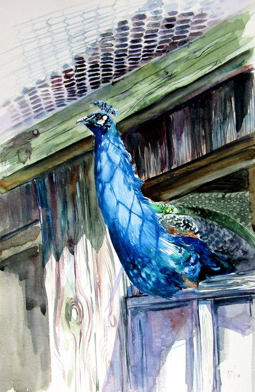 Peacock by Kovács Anna Brigitta