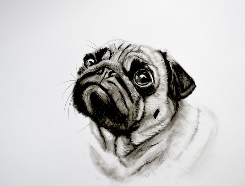 Charcoal Pug Charcoal drawing by Sarah Stowe | Artfinder