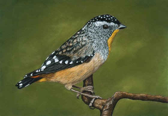Original pastel drawing bird "Spotted Pardalote"