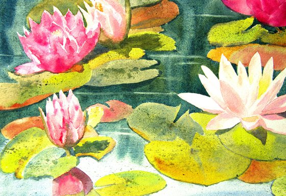 Water lilies