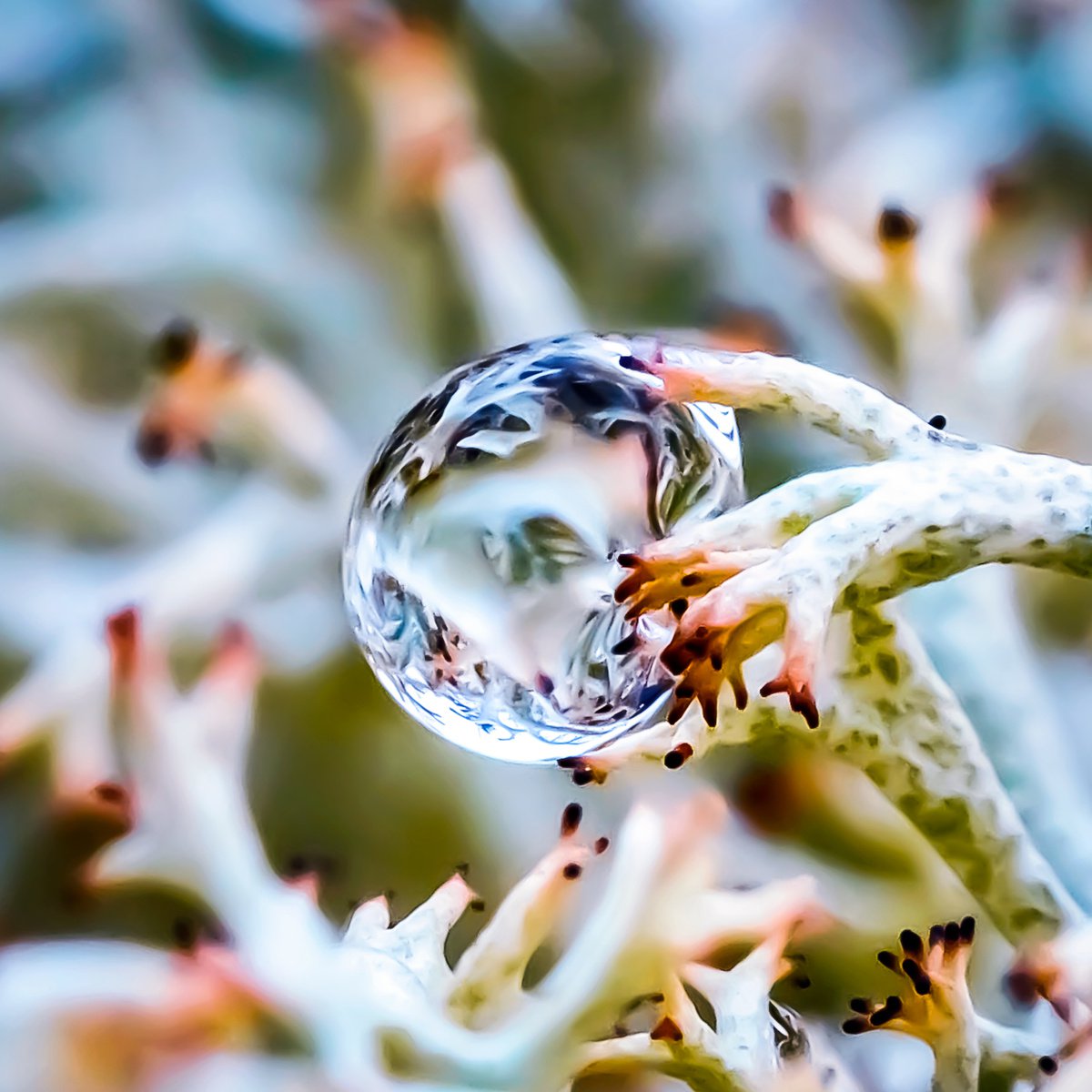 INSIDE THE DROP - MACRO PHOTO OF A DROP IN LICHENS, LIMITED EDITION PRINT, SQUARE by Inna Etuvgi