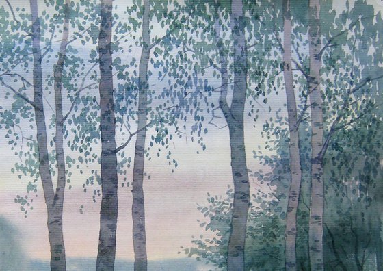 Birches in the forest