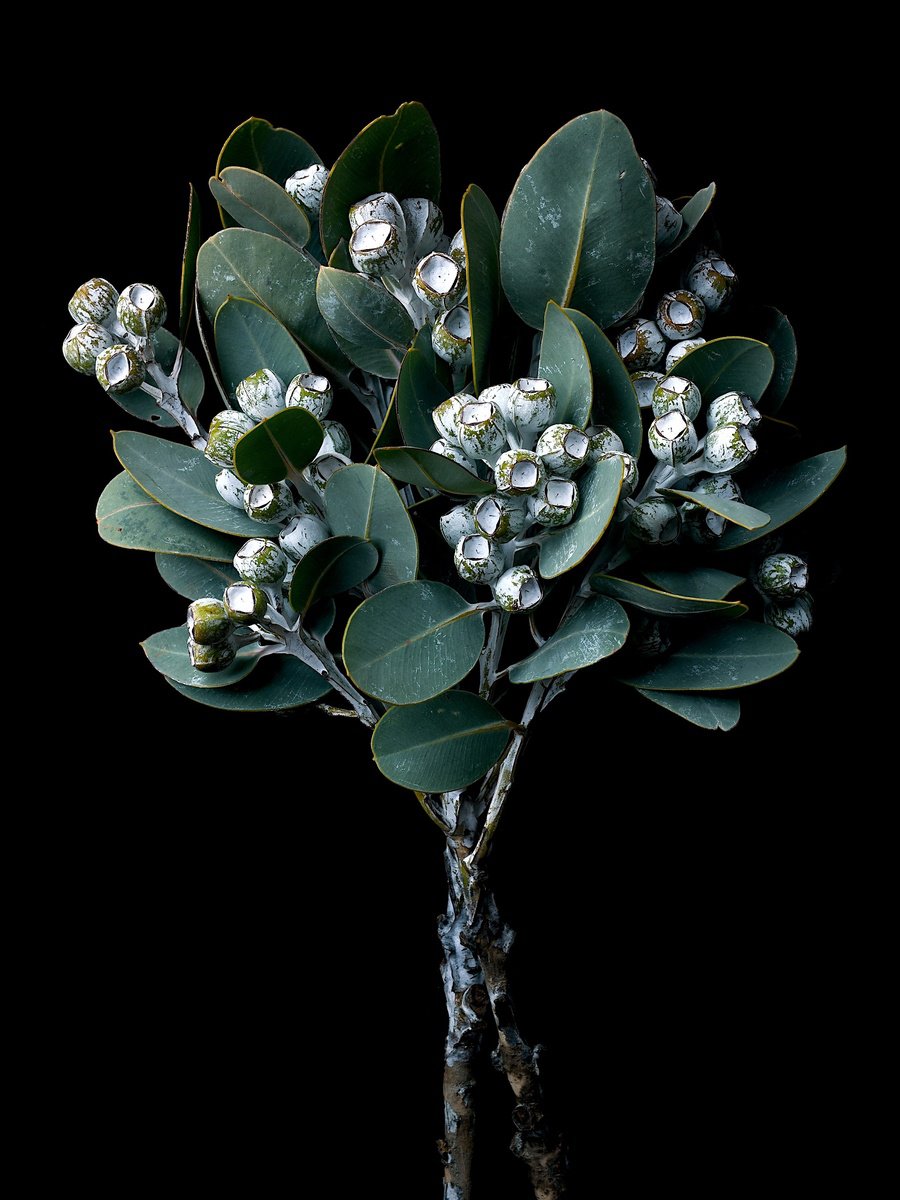 Botanical Photograph By Nadia Culph, 24 X 31", Eucalyptus Pleurocarpa, Original Artwork
