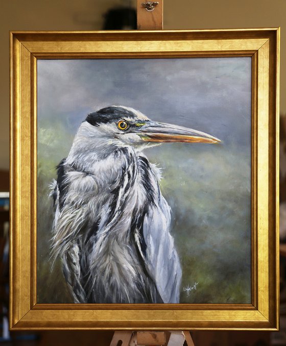Grey Heron Ardea cinerea