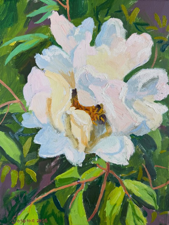 Peony
