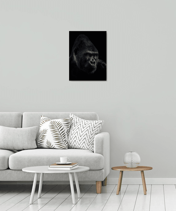 Glancing Gorilla portrait