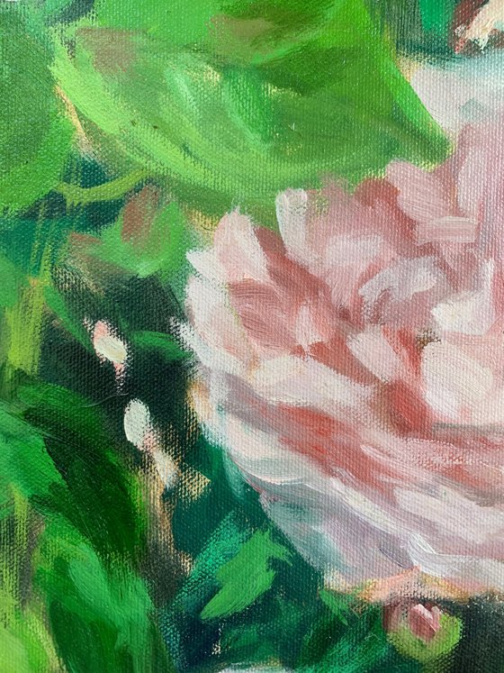 Peonies