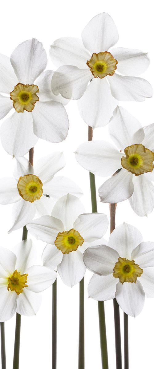 Narcissuses (Daffodils) by Kate Kuzminova