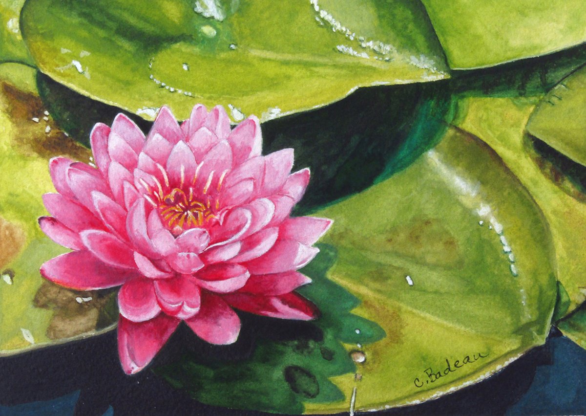 Lotus Blossom by Carmen Badeau