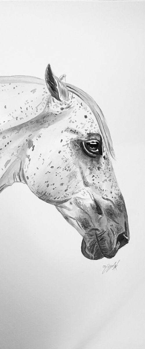 Grey horse by Amelia Taylor