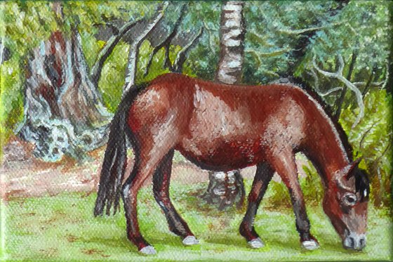 New Forest Pony, Bolderwood 1
