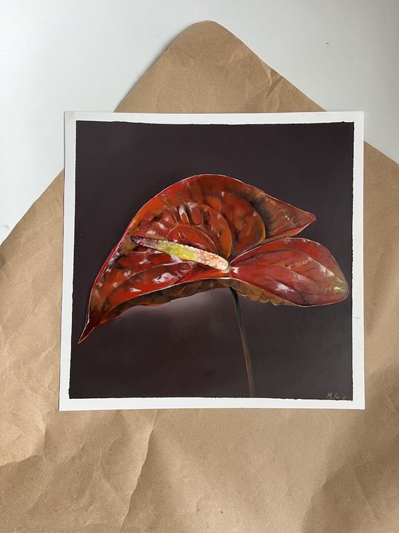 Red anthurium