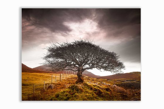 The One Tree, Isle of Skye