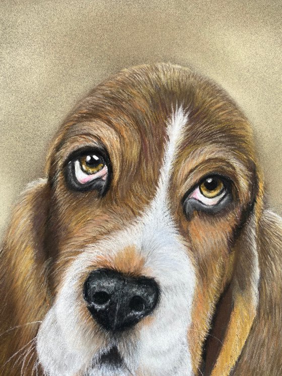 Pastel portrait of Bassett hound