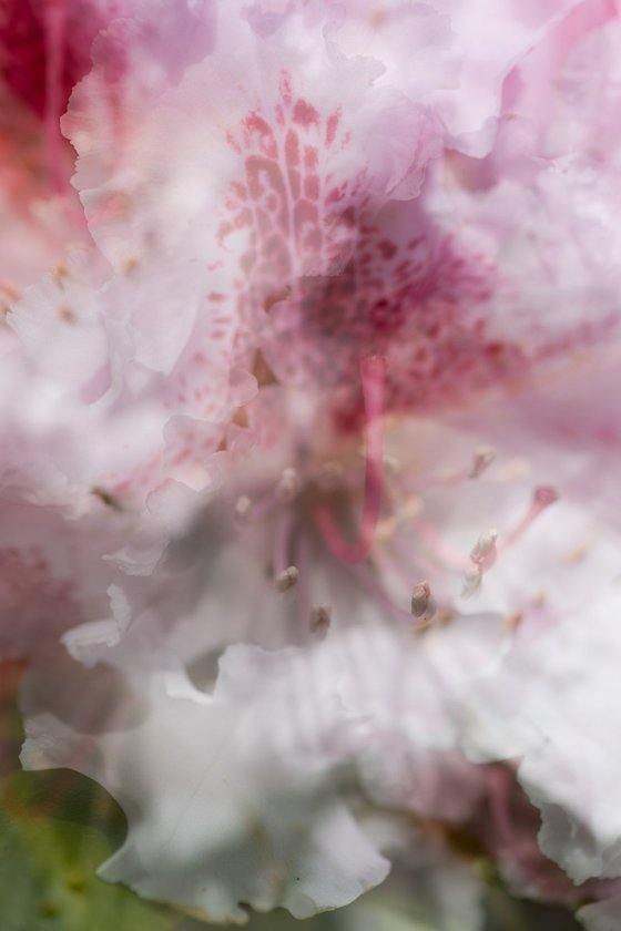 Pink 2